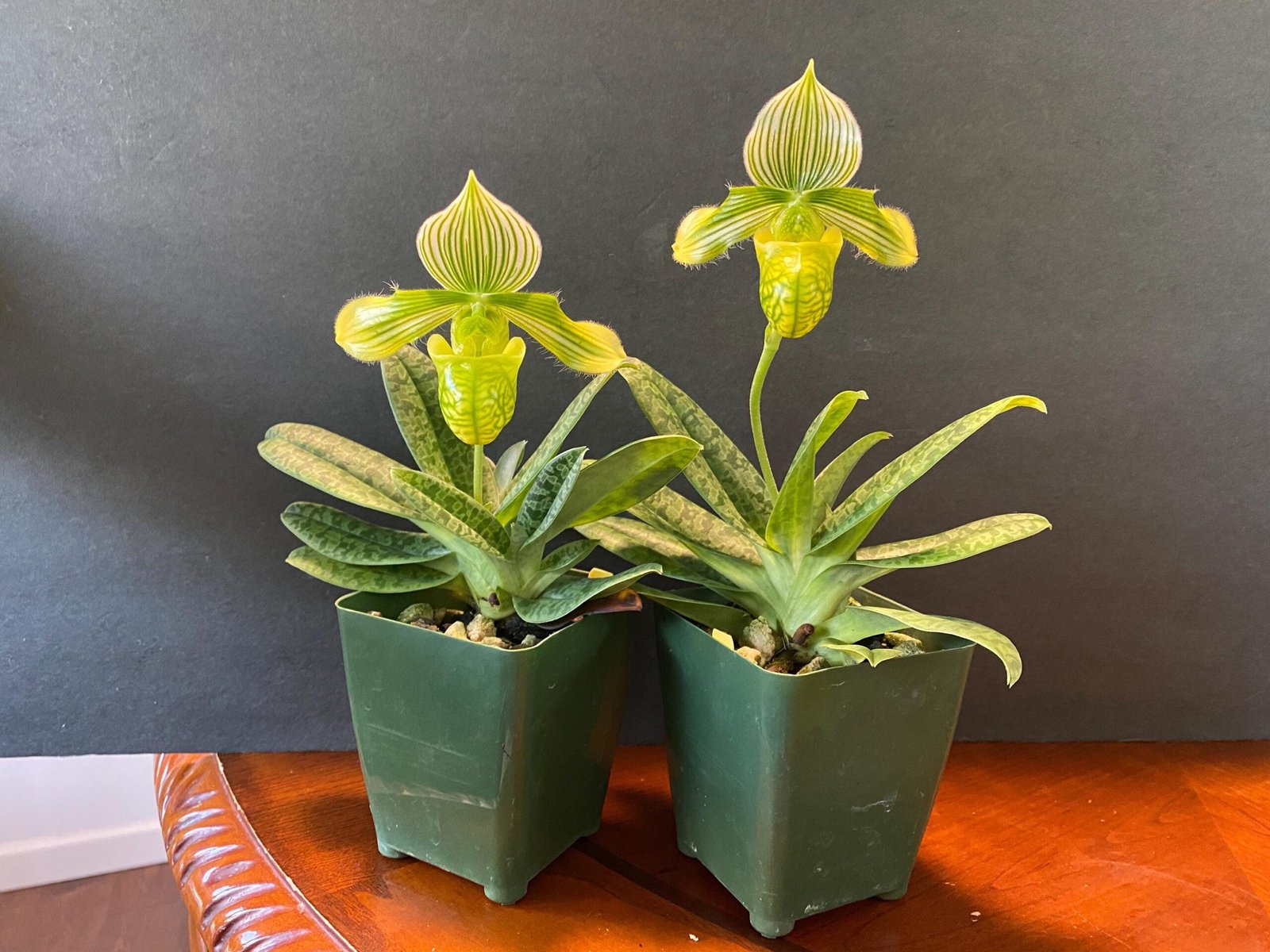 il_fullxfull.6456197566_p5wy.jpg Paphiopedilum venustum album Blooming Size (2” pot) - Image 4