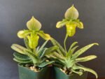 Paphiopedilum venustum album Blooming Size (2” pot) - Image 3