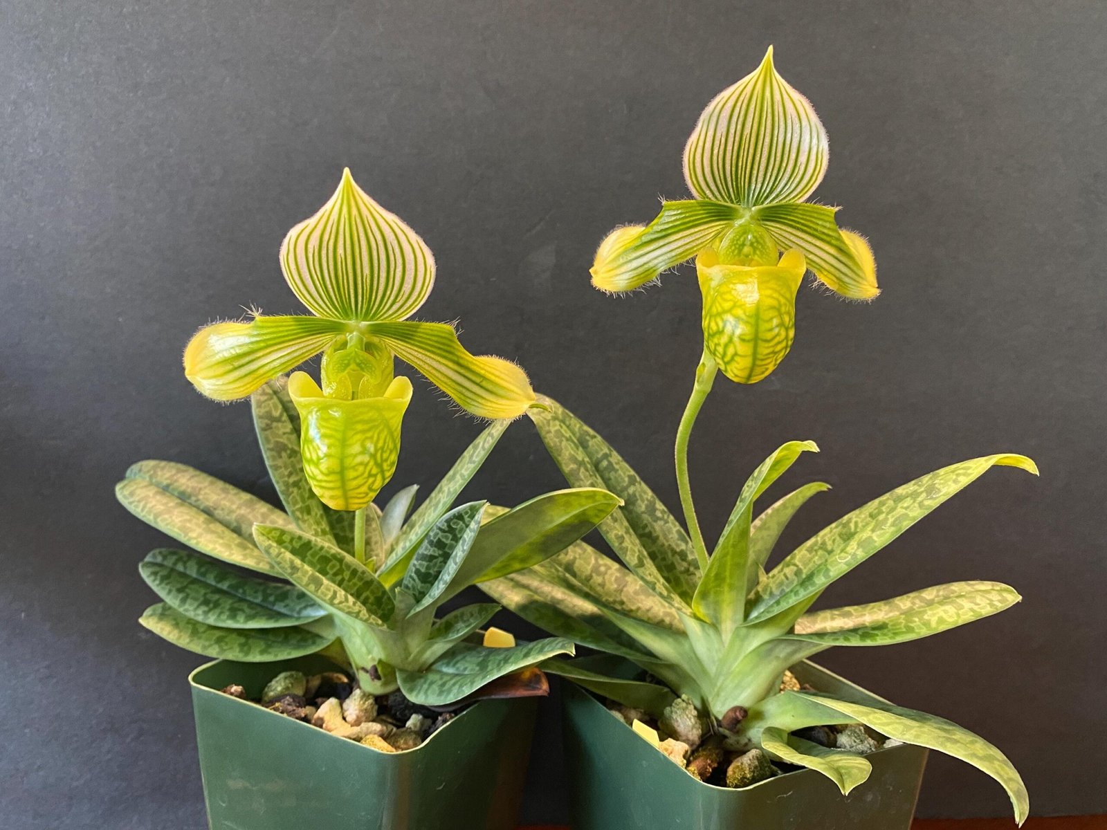 il_fullxfull.6504301999_c24e.jpg Paphiopedilum venustum album Blooming Size (2” pot) - Image 3