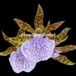 Huge Plants Zygopetalum Mackayii (5” Pot)