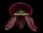 Paph. (Hsinging Ruby Cherry x Hilo Red Shift) 'Charles’ x Paph. Mem. Serafin Perez 'Christmas' (3.5” pot) - Image 2