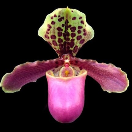 Paph. Henryanum x self (3.5” Pot)