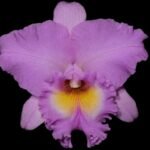 In Sheath Blc. Mahina Yahiro 'Julie' (3.5 pot)