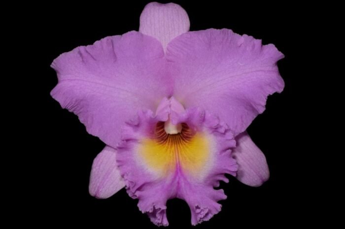 In Sheath Blc. Mahina Yahiro 'Julie' (3.5 pot) - Image 1