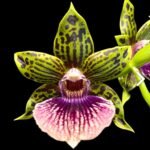 Galeopetalum Starburst 'Parkside' AM/AOS