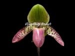 Paphiopedilum sangii x liemianum Triple Growths - Blooming Size (3.5” Pot)