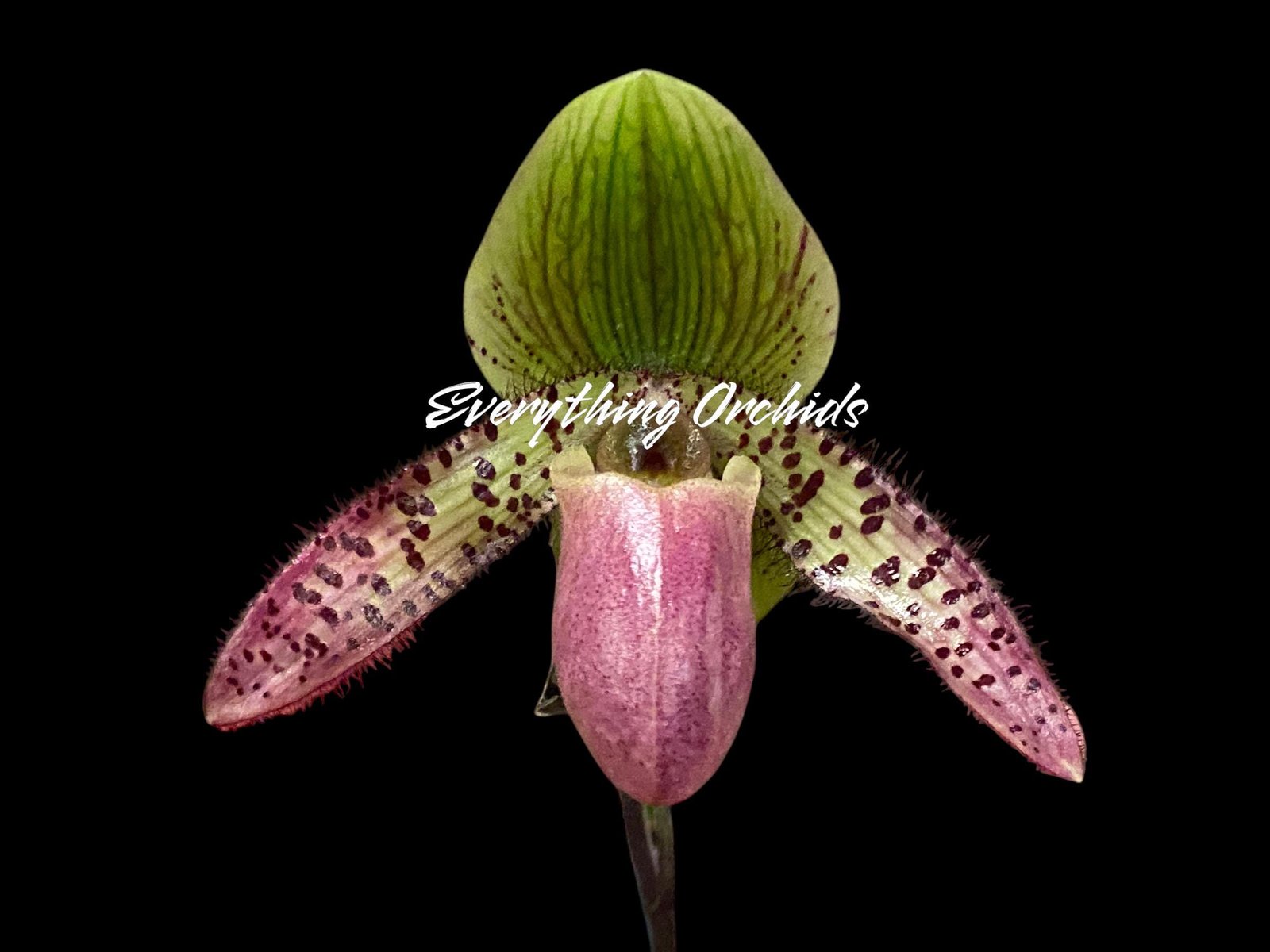 il_fullxfull.6853335702_ip12.jpg Paphiopedilum sangii x liemianum Triple Growths - Blooming Size (3.5” Pot) - Image 1