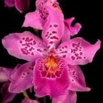 Quadruple Spikes Vuylstekeara Carnival 'Rio' (3.5” Pot)