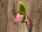 Paphiopedilum sangii x liemianum Triple Growths - Blooming Size (3.5” Pot) - Image 2