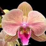Phalaenopsis Lioulin Smart Lip (4.5" pot)