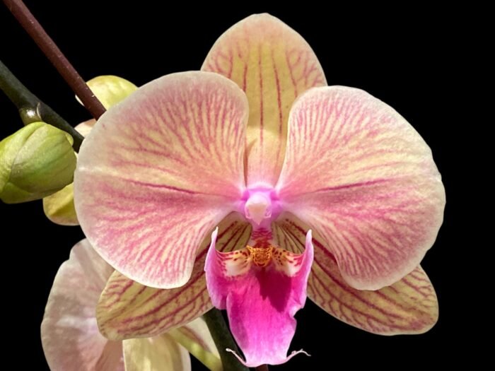 Phalaenopsis Lioulin Smart Lip (4.5" pot) - Image 1