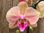 Phalaenopsis Lioulin Smart Lip (4.5" pot) - Image 2