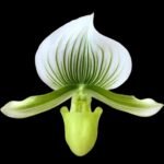 In Spike - Paph. Hilo Sweet Bean 'Olive' x Paph. Hualalai 'Dark.Stripes' (3.5” pot)
