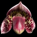 In Spike Paph. (Hsinying Web Pie x Hilo Leopard) '#2' x Paph. Captivatingly Wood 'Cheetah' (3.5” pot)