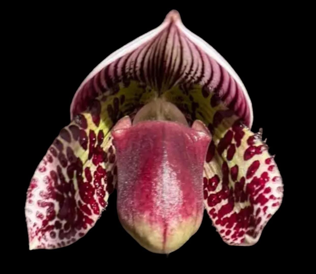 il_fullxfull.7151137324_ki6f.jpg In Spike Paph. (Hsinying Web Pie x Hilo Leopard) '#2' x Paph. Captivatingly Wood 'Cheetah' (3.5” pot) - Image 1