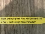 In Spike Paph. (Hsinying Web Pie x Hilo Leopard) '#2' x Paph. Captivatingly Wood 'Cheetah' (3.5” pot) - Image 7
