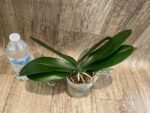 Phalaenopsis Lioulin Smart Lip (4.5" pot) - Image 4