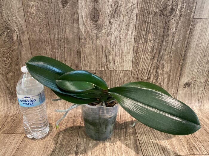 Phalaenopsis Lioulin Smart Lip (4.5" pot) - Image 6