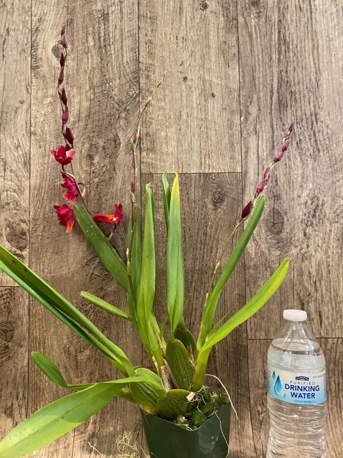 Triple Spikes Oncostelopsis Fran's Jewels (3.5” pot) - Image 3