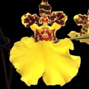 In Spike - Oncidium Jiuhbao Gold (3.5” Pot)