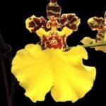 Oncidium Jiuhbao Gold (3.5” Pot)
