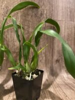 In Spike - Oncidium Jiuhbao Gold (3.5” Pot) - Image 7