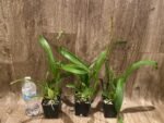 In Spike - Oncidium Jiuhbao Gold (3.5” Pot) - Image 4