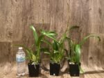 In Spike - Oncidium Jiuhbao Gold (3.5” Pot) - Image 3