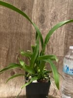 Oncidium Jiuhbao Gold (3.5” Pot) - Image 3