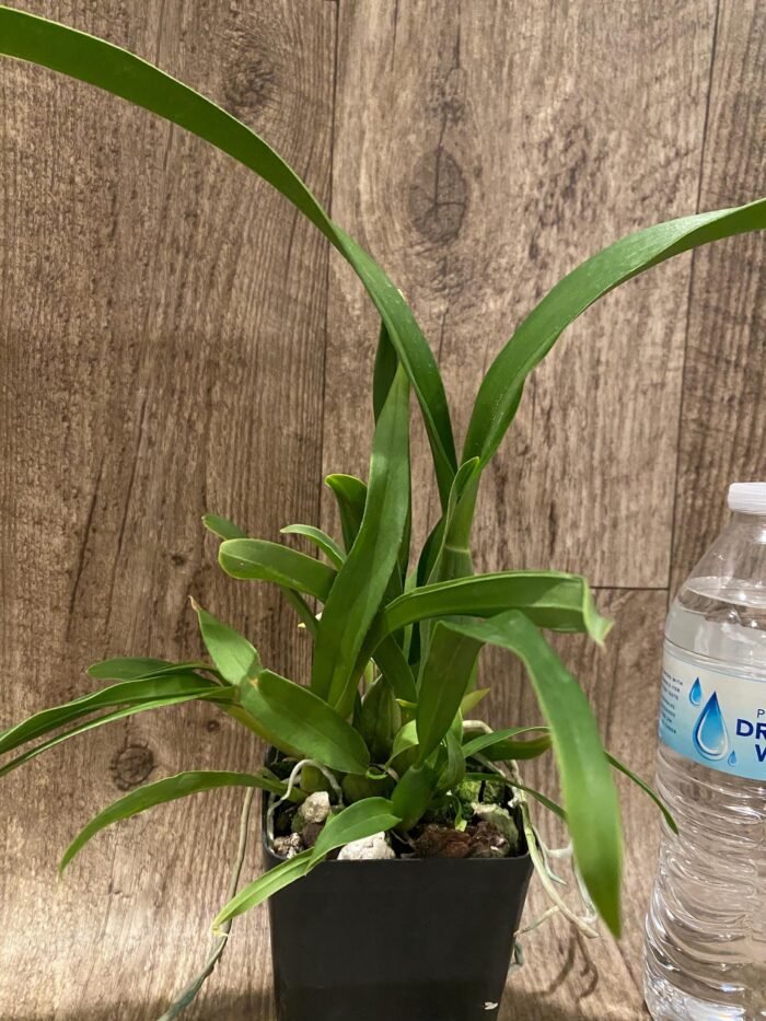 Oncidium Jiuhbao Gold (3.5” Pot) - Image 3