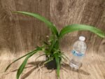 Oncidium Jiuhbao Gold (3.5” Pot) - Image 5