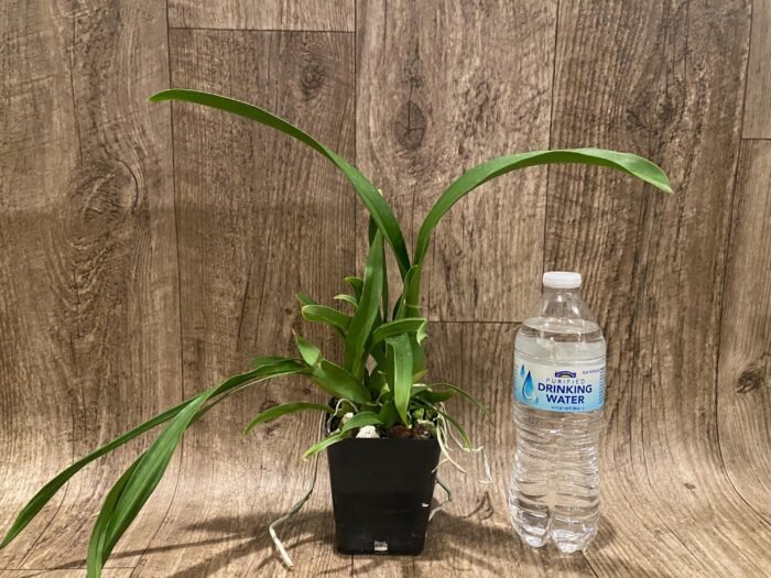 Oncidium Jiuhbao Gold (3.5” Pot) - Image 4