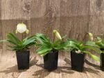 In Spike Paphiopedilum QF Cherokee Mountaineer × charlesworthii fma. alba Multi-Growths (2” pot) - Image 4