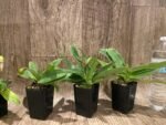 In Spike Paphiopedilum QF Cherokee Mountaineer × charlesworthii fma. alba Multi-Growths (2” pot) - Image 5