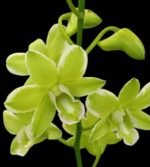 Dendrobium Burana Green 'variegata' (3.5” pot) - Image 2