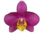 Double Spikes Phalaenopsis OX Yellow Lip (4.5” Pot) - Image 2
