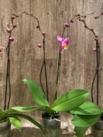 Double Spikes Phalaenopsis OX Yellow Lip (4.5” Pot) - Image 6