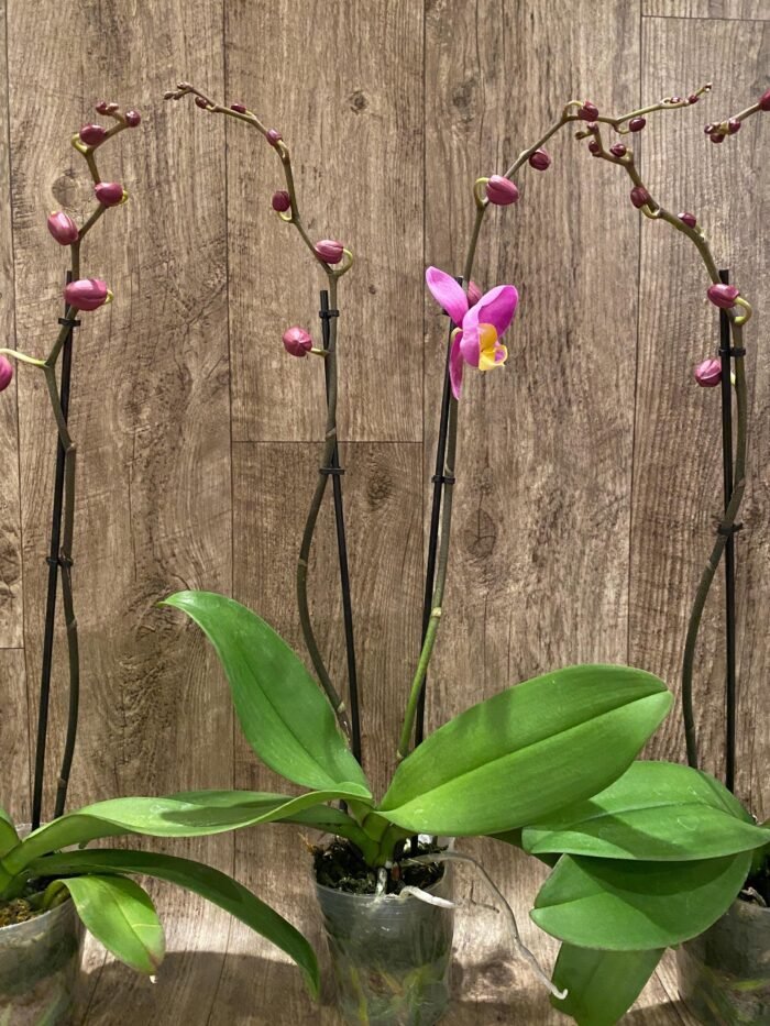 Double Spikes Phalaenopsis OX Yellow Lip (4.5” Pot) - Image 6