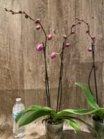 Double Spikes Phalaenopsis OX Yellow Lip (4.5” Pot) - Image 5