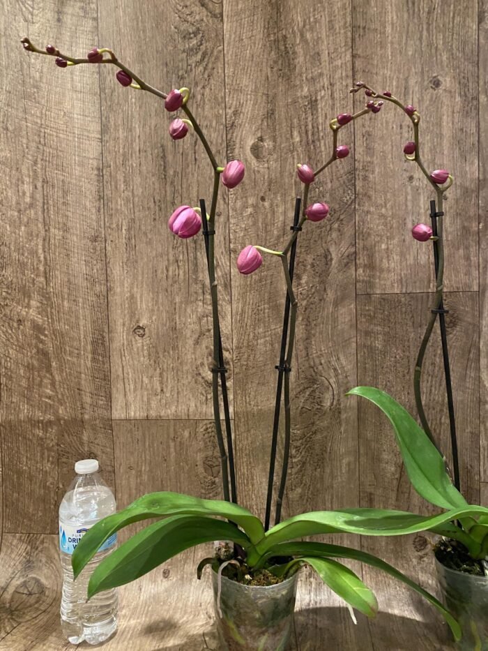 Double Spikes Phalaenopsis OX Yellow Lip (4.5” Pot) - Image 5