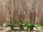Double Spikes Phalaenopsis OX Yellow Lip (4.5” Pot) - Image 4