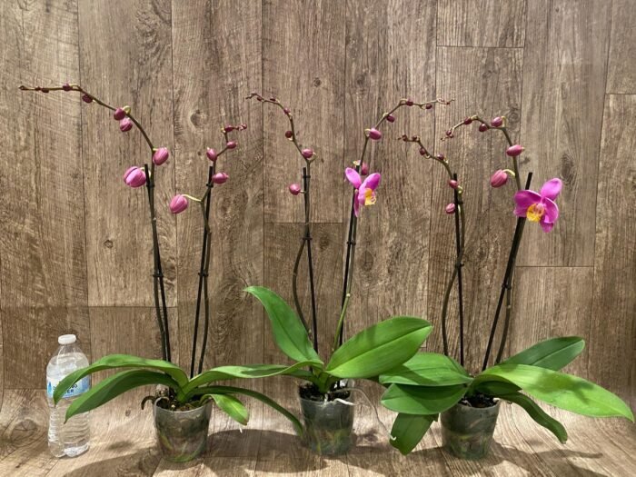 Double Spikes Phalaenopsis OX Yellow Lip (4.5” Pot) - Image 4