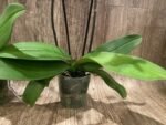 Double Spikes Phalaenopsis OX Yellow Lip (4.5” Pot) - Image 10