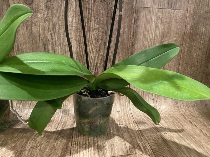 Double Spikes Phalaenopsis OX Yellow Lip (4.5” Pot) - Image 10