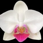 Double Spikes Phalaenopsis Lianher Squid (3.5” Pot)