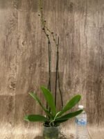 Double Spikes Phalaenopsis NOID Very Dark Buds (4.5" pot) - Image 3