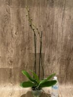 Double Spikes Phalaenopsis NOID Very Dark Buds (4.5" pot) - Image 5