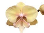 Double Spikes Phalaenopsis Alice Big Lip (4.5" pot) - Image 2