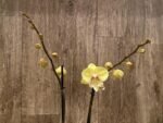 Double Spikes Phalaenopsis Alice Big Lip (4.5" pot) - Image 4