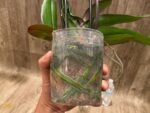 Double Spikes Phalaenopsis Alice Big Lip (4.5" pot) - Image 9